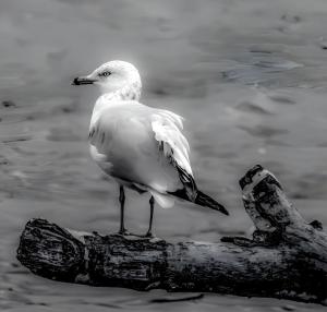 Photoshop with my Nikon camera. Photoshop Express and Lightroom used for color editing.