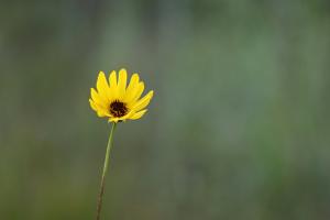 Competition entry: Simplicity