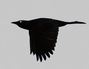 Competition entry: Silhouette of black bird