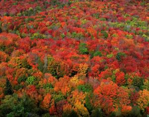 Competition entry: THE BEAUTY OF NORTHERN MINNESOTA