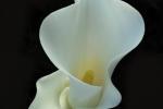 Competition entry: Calla