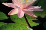 Competition entry: Lily