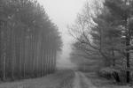 Competition entry: Dreary Day