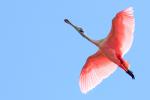 Competition entry: Flight Of Roseate Spoonbill