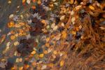 Competition entry: Nature's Art Work