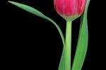 Competition entry: Dancing Tulip