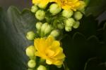 Competition entry: Kalanchoe Cluster