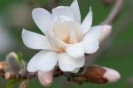Competition entry: Magnolia 