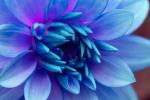 Competition entry: Dahlia in Blue