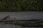 Competition entry: Heron at Sunset