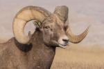 Competition entry: Bighorn Sheep