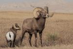 Competition entry: South Dakota Bighorn Sheep