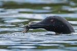 Competition entry: Loon Eating Crayfish