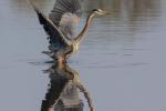 Competition entry: Great Blue Heron Taking Flight