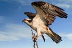 Competition entry: Osprey Ready for Take off