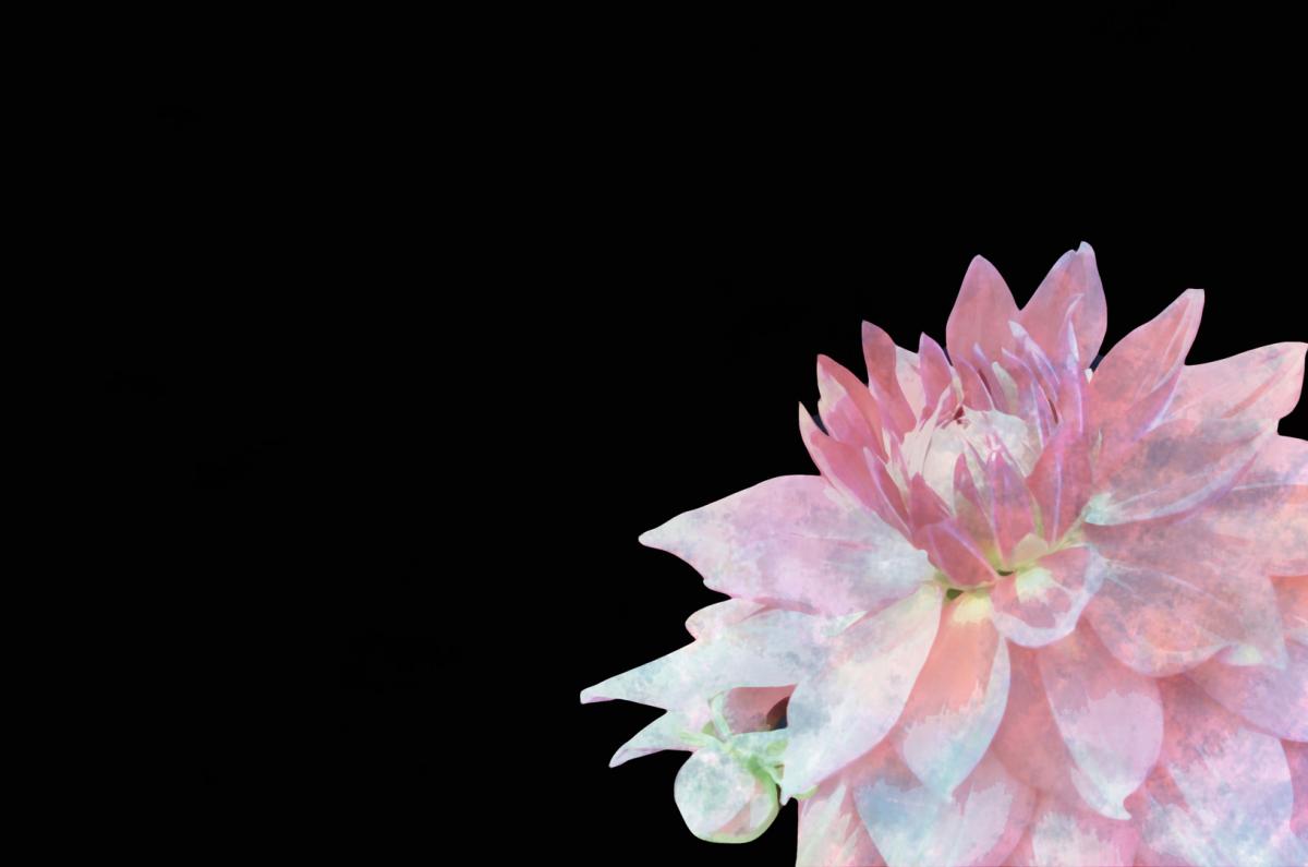 Competition entry: My Garden Dahlia