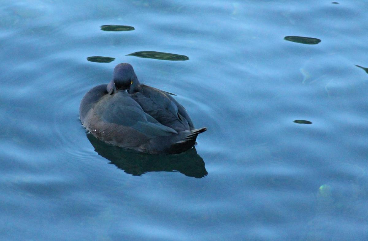 Competition entry: Quack 1