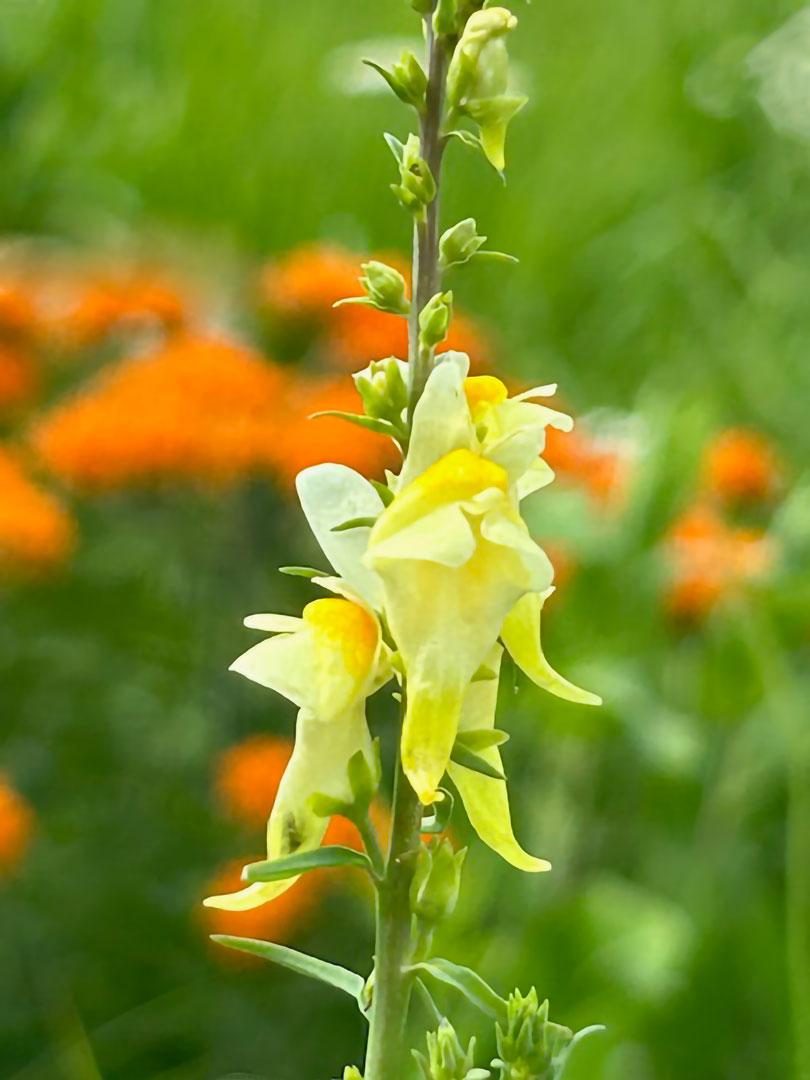 Competition entry: Butter and Egg Wildflower Cooking