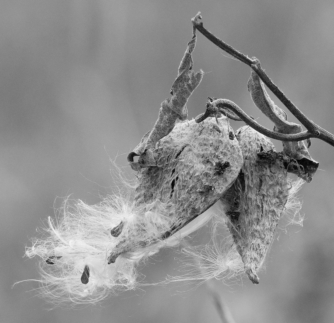 Milkweed with interesting stems and pods