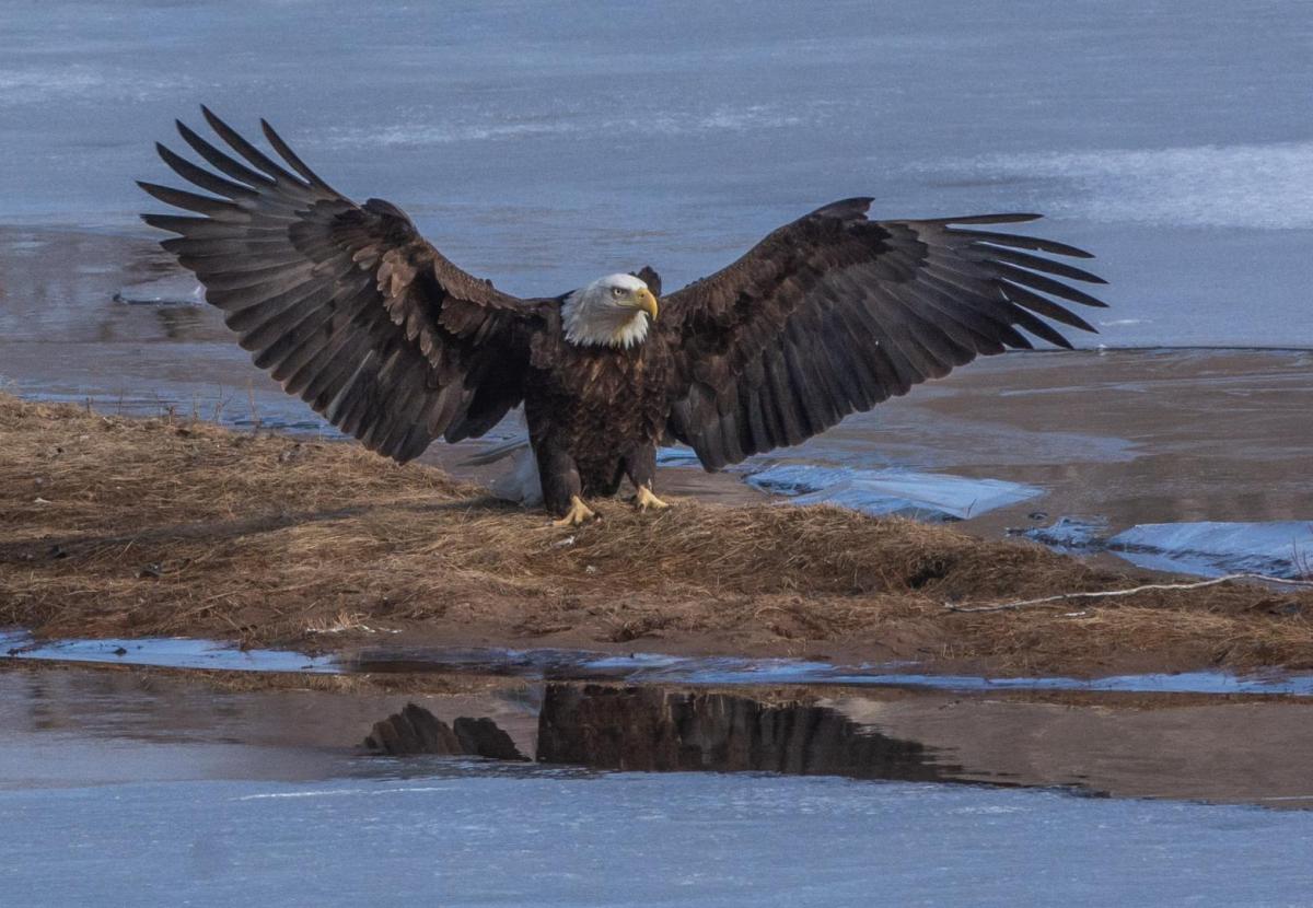 Bald eagle spreading wings