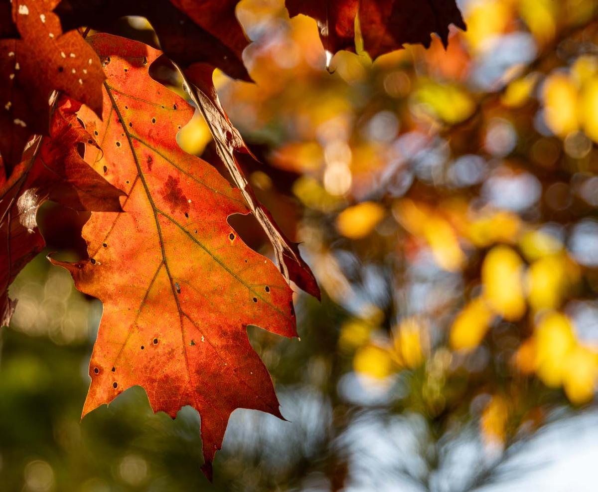 Competition entry: Brilliant Colors of Fall