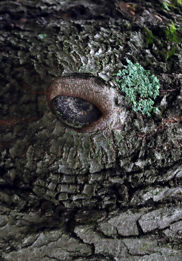 Competition entry: Eye See You!