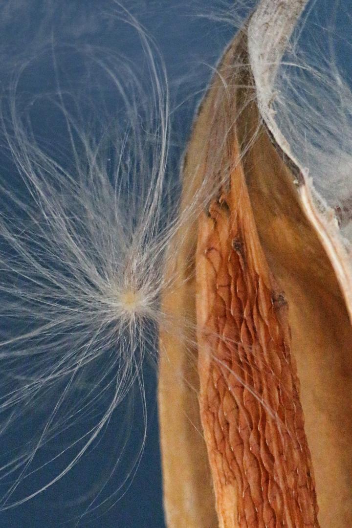 Competition entry: Gone to Seed