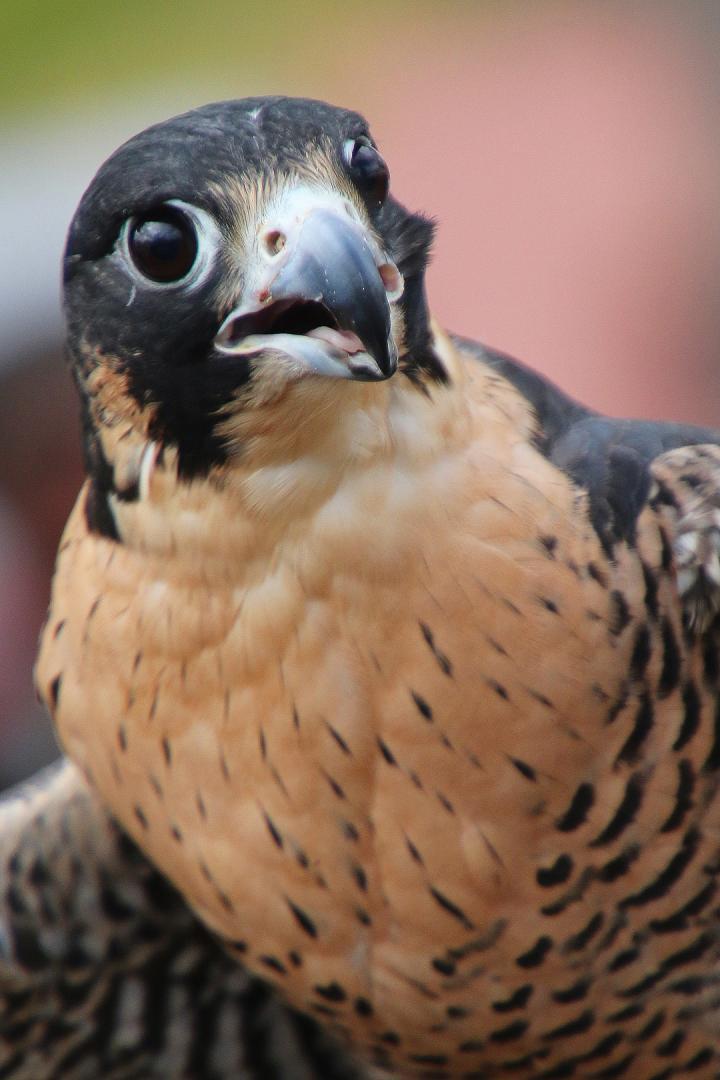 Competition entry: Hawkeye