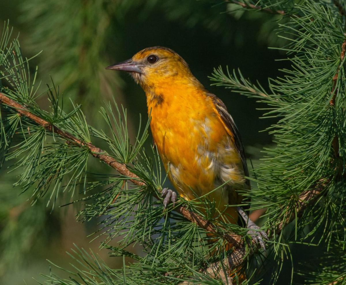 Oriole in tree