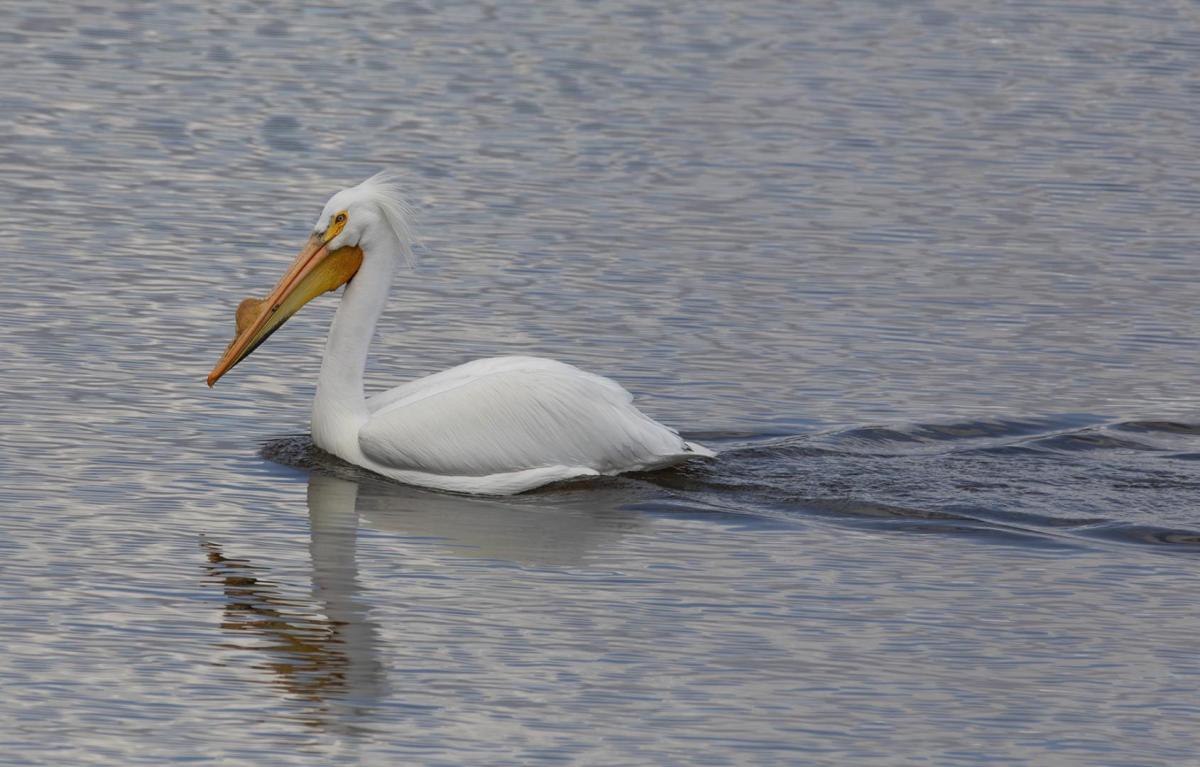 Competition entry: Pelican and Friend