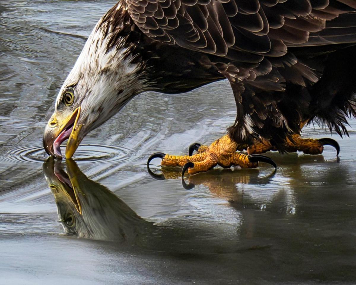 Competition entry: Refreshing Drink     
