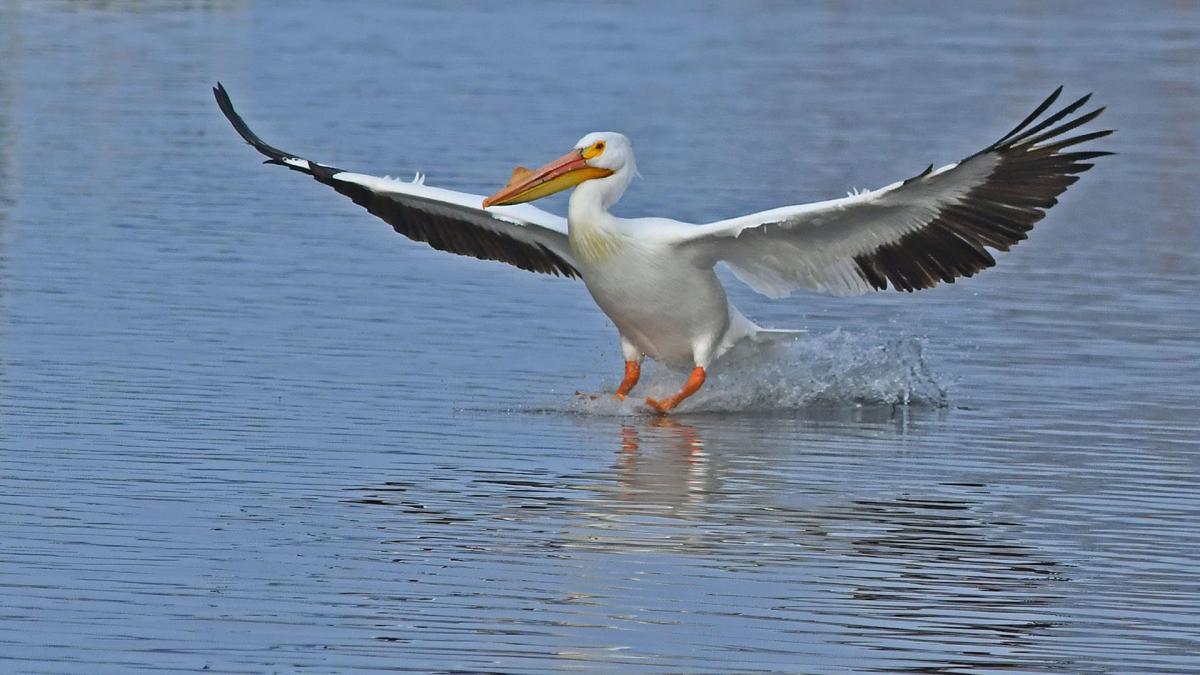 Competition entry: TaDa