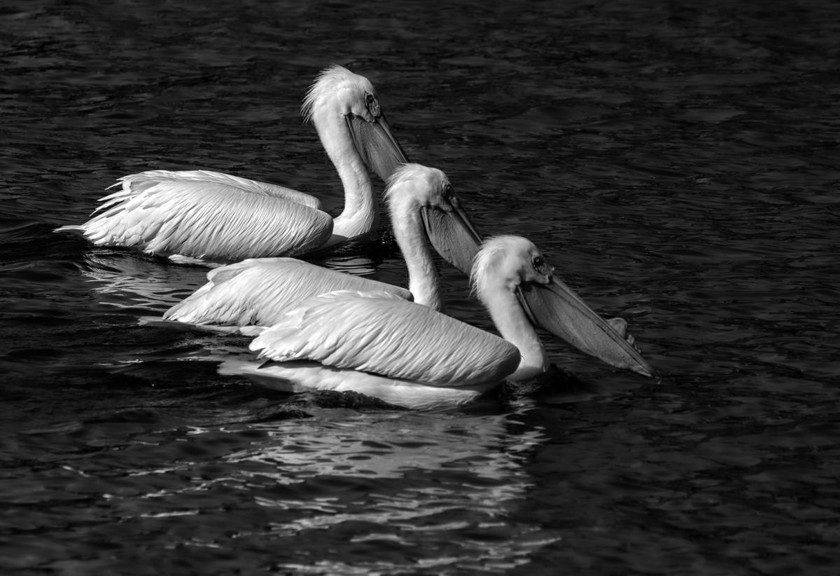 Competition entry: Buddies