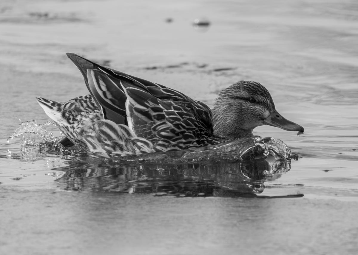 Competition entry: No Wake Zone