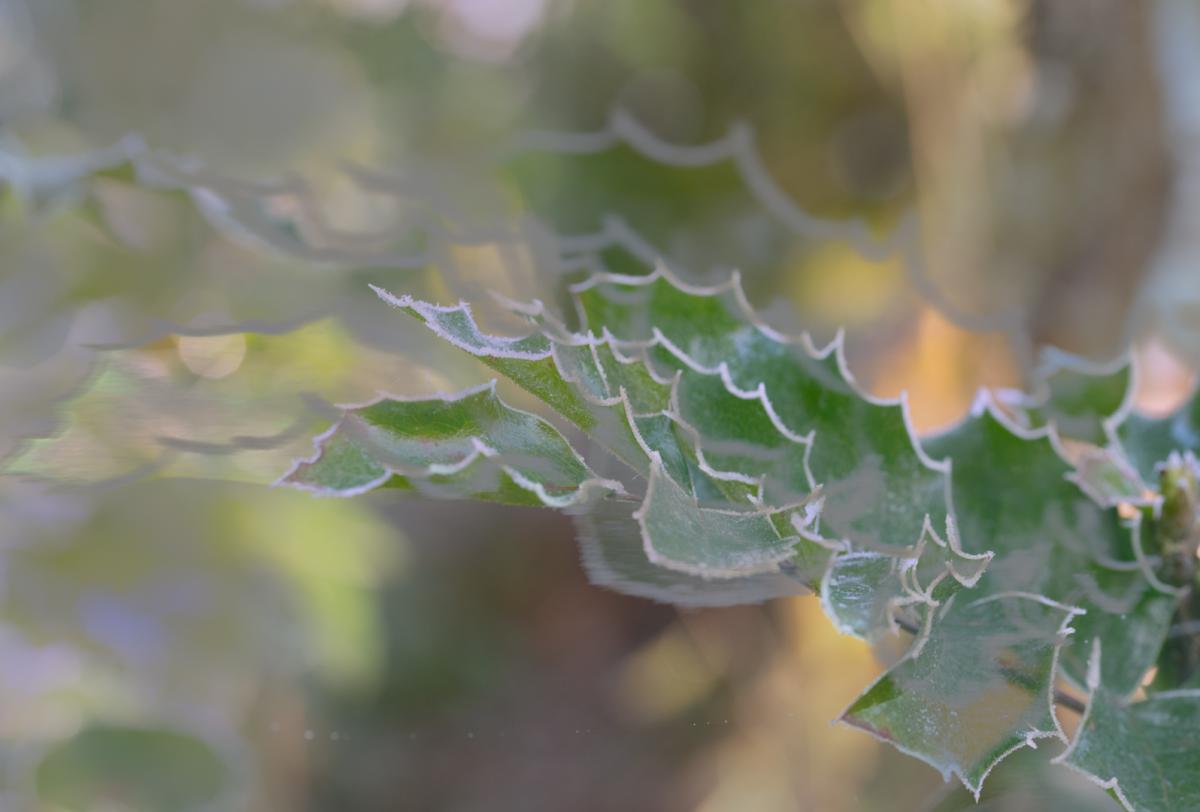 Competition entry: Winter Frost