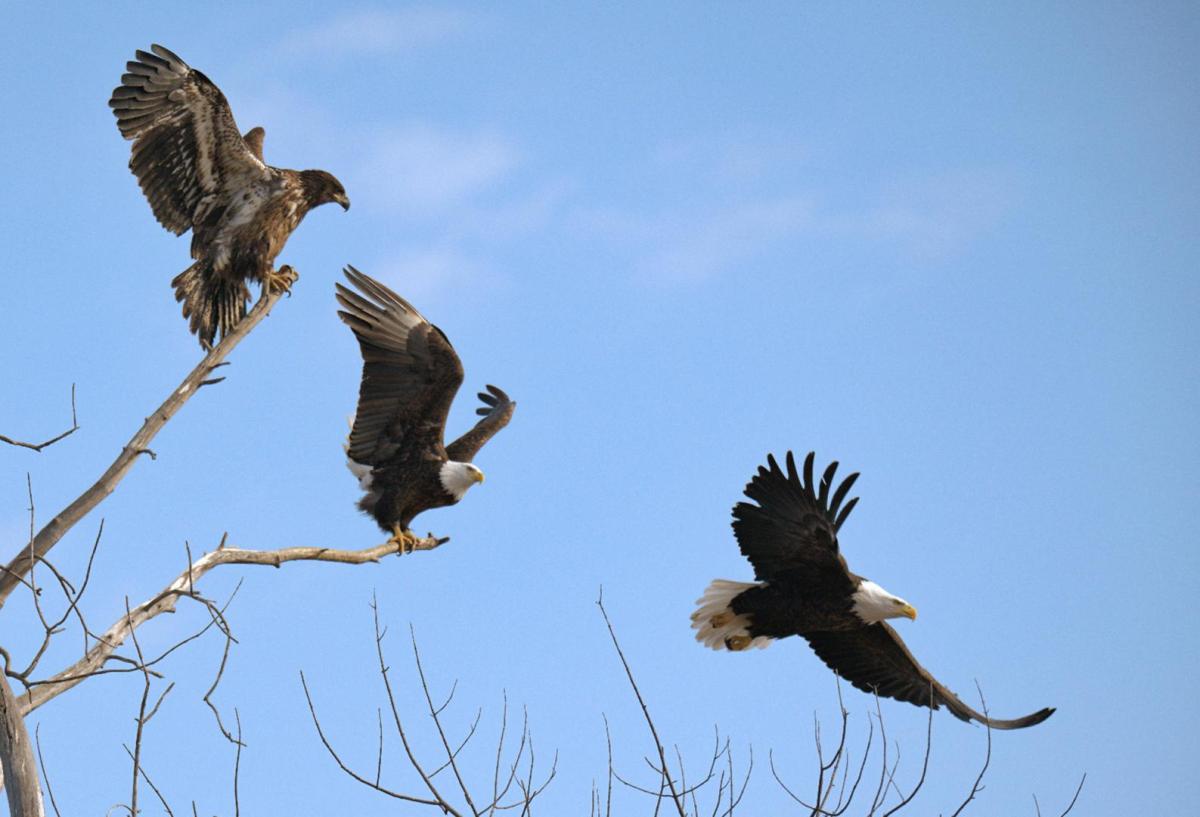 Competition entry: Flying Lessons