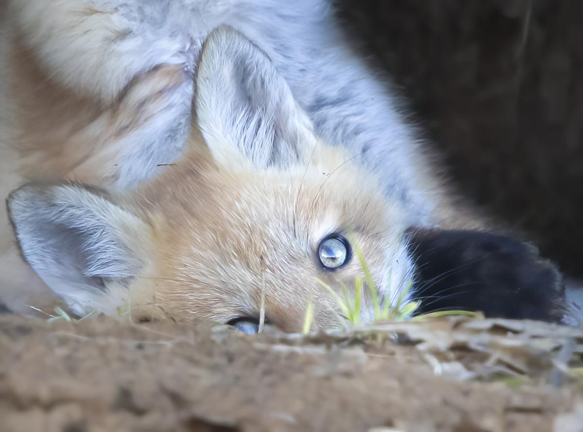 Competition entry: peek a boo