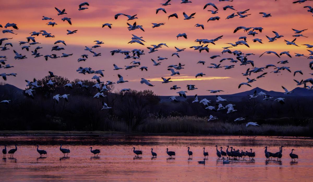 Snow geese taking off just before sunrise in New Mexico