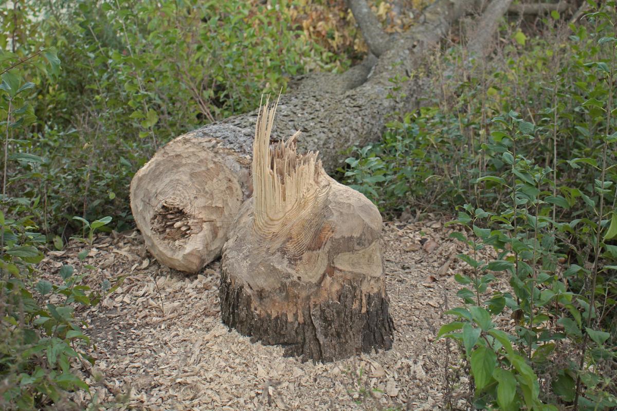 Competition entry: Downed Beaver Tree