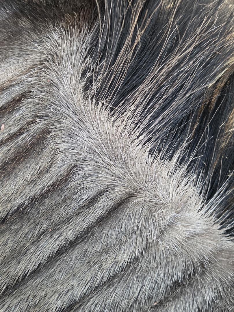 Competition entry: The Mane attraction