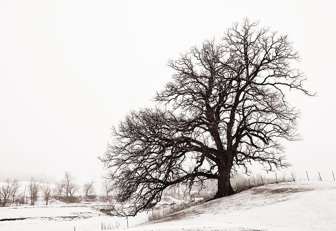 Competition entry: Mighty Oak