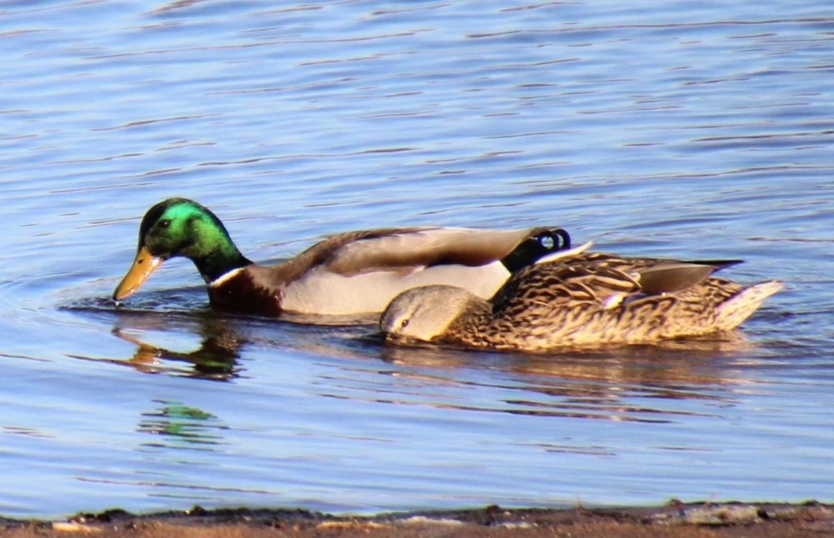 Competition entry: Taking it easy