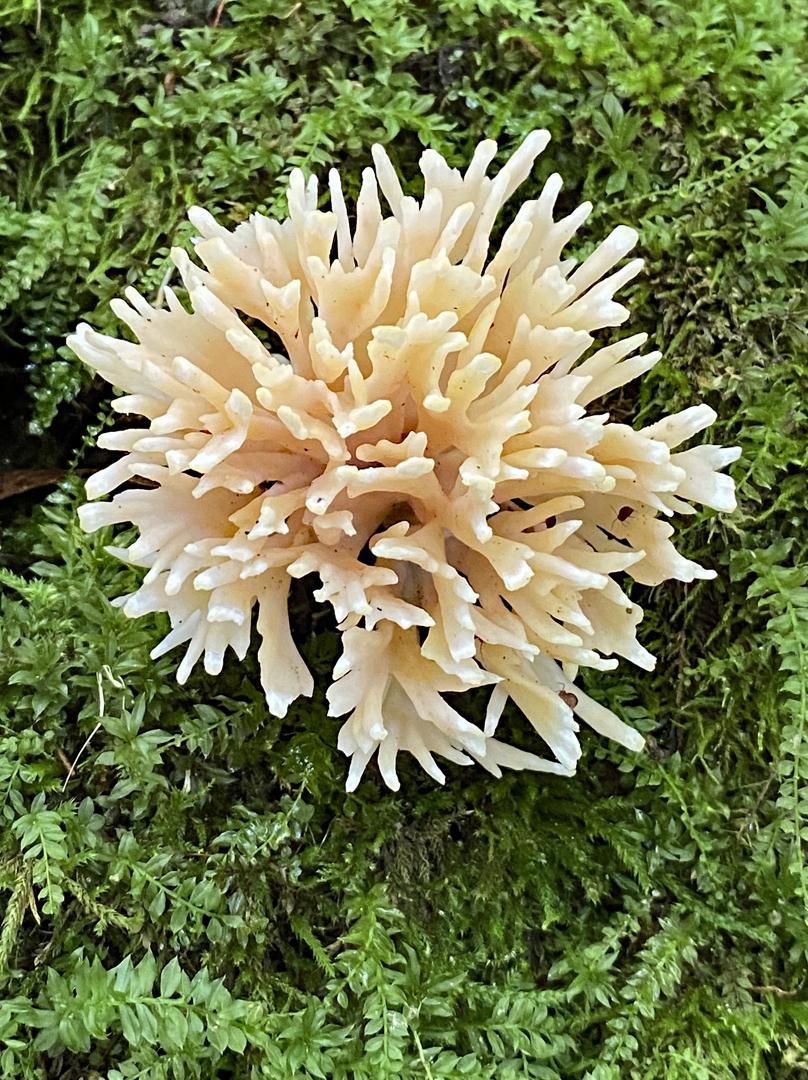 Competition entry: Bush Mushroom