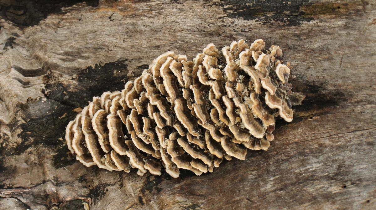 Competition entry: Fungi 1