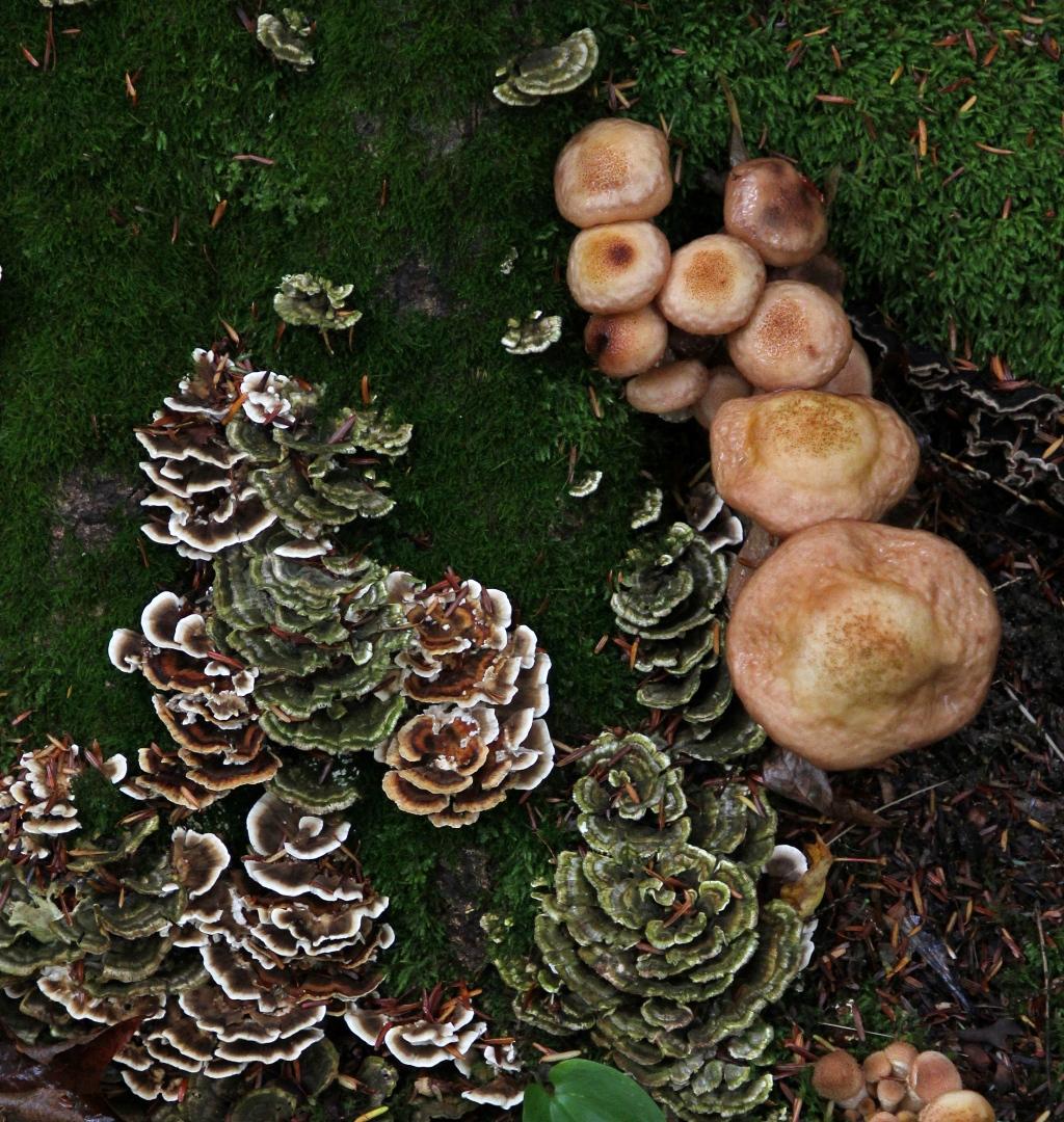 Competition entry: Motherload