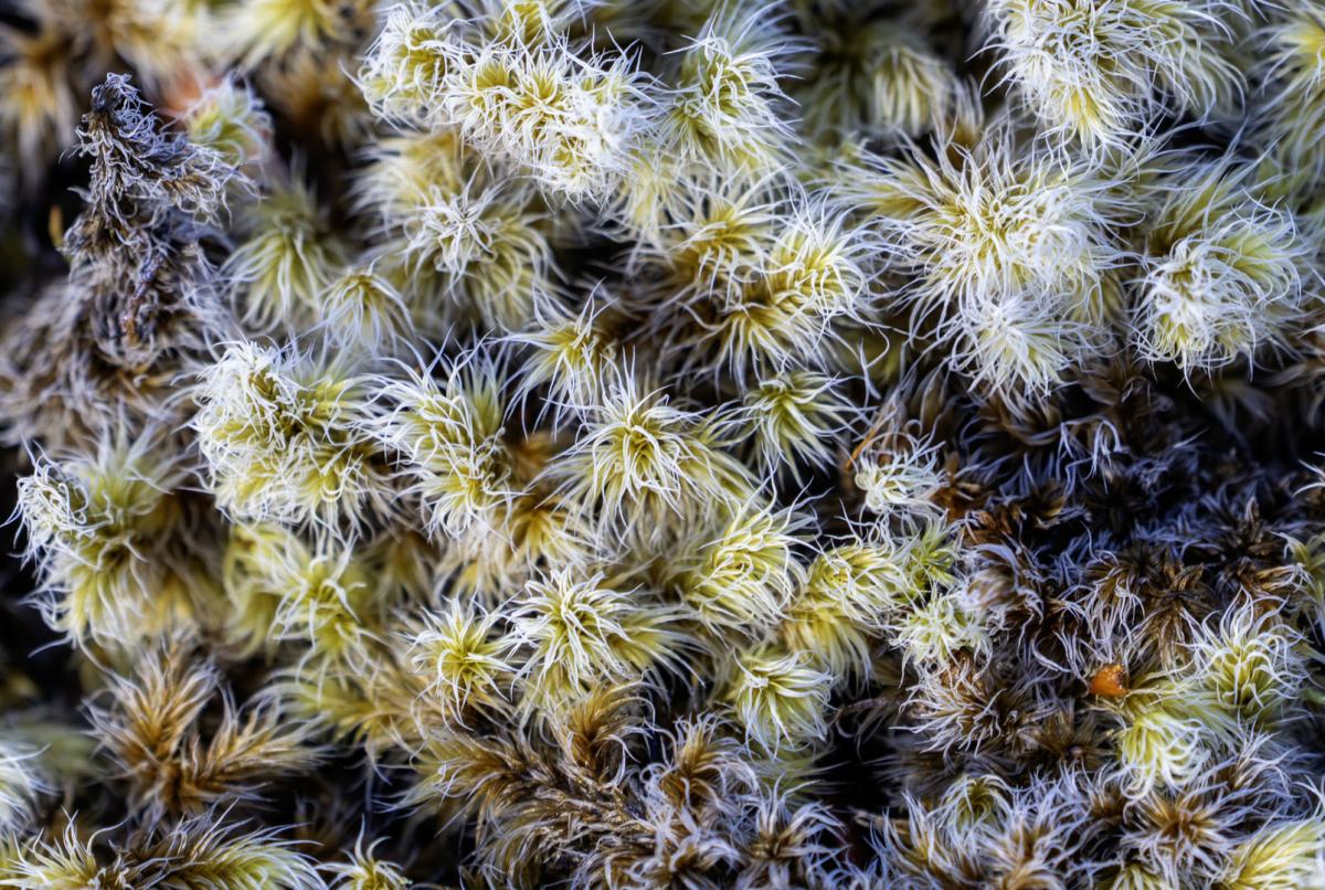 close up of moss