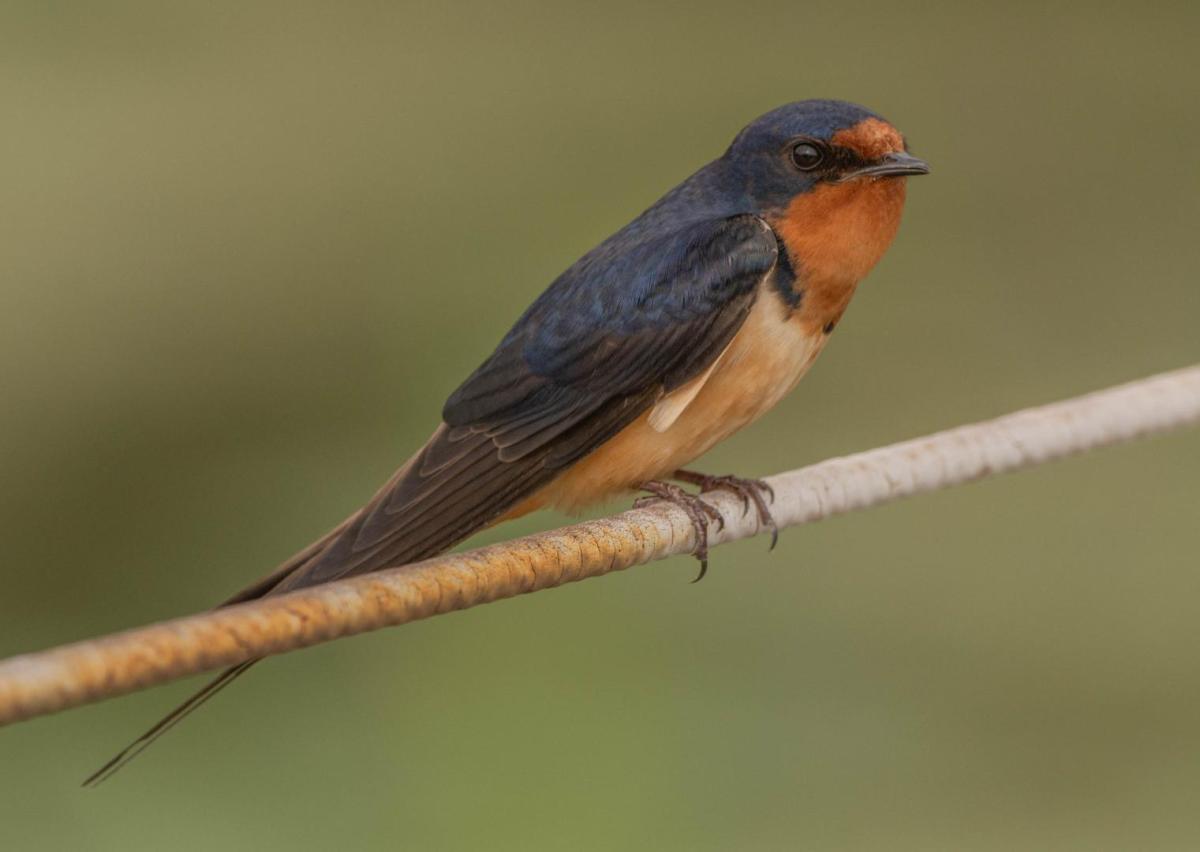 Barn Swallow