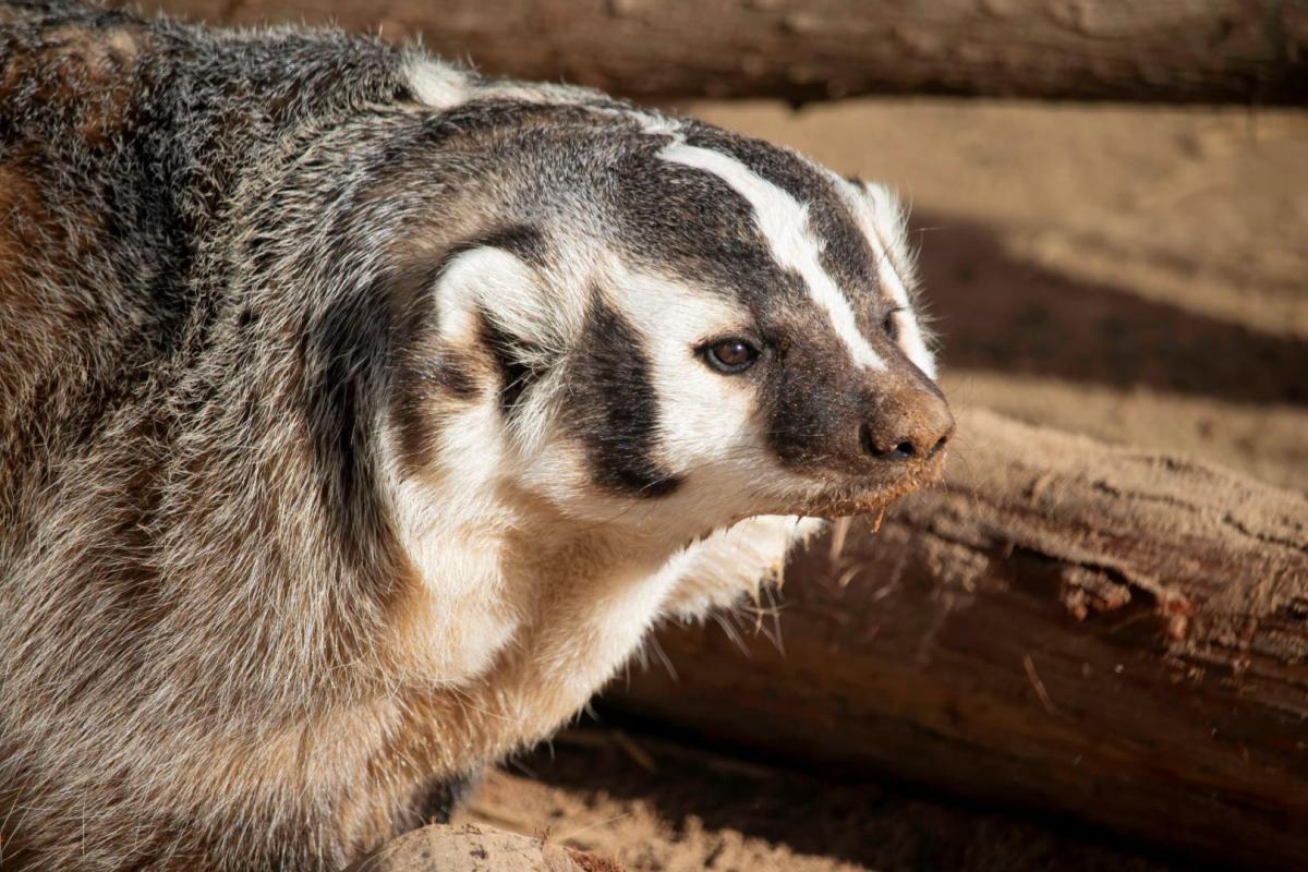 Competition entry: Bucky