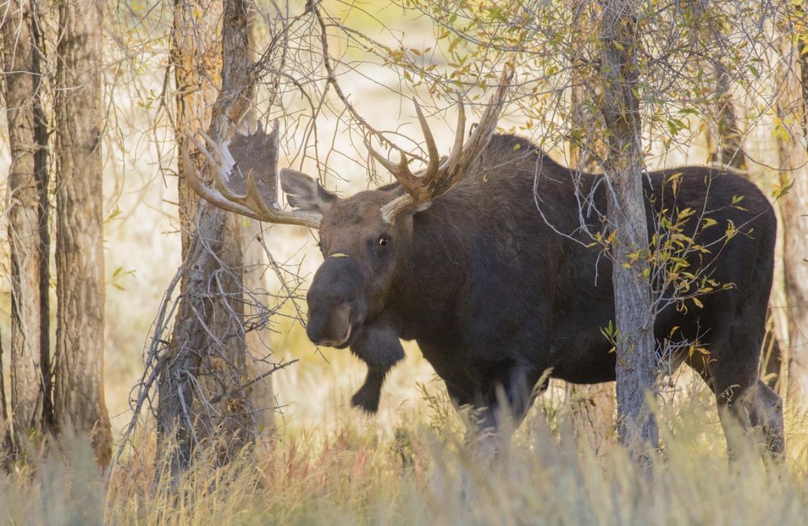 Competition entry: Big Moose 