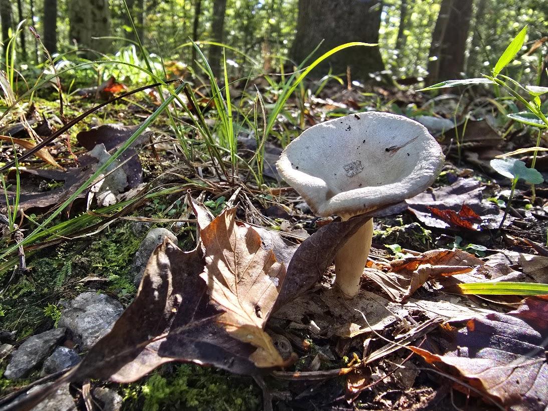 Competition entry: Spunky Spore